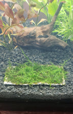 Live Aquarium Plant product image 9