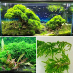 Live Aquarium Plant product image 10
