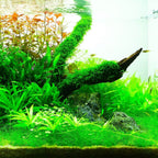 Live Aquarium Plant product image 11