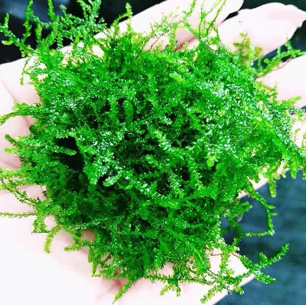 Live Aquarium Plant product image 12