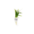 Live Aquarium Plant product image 1