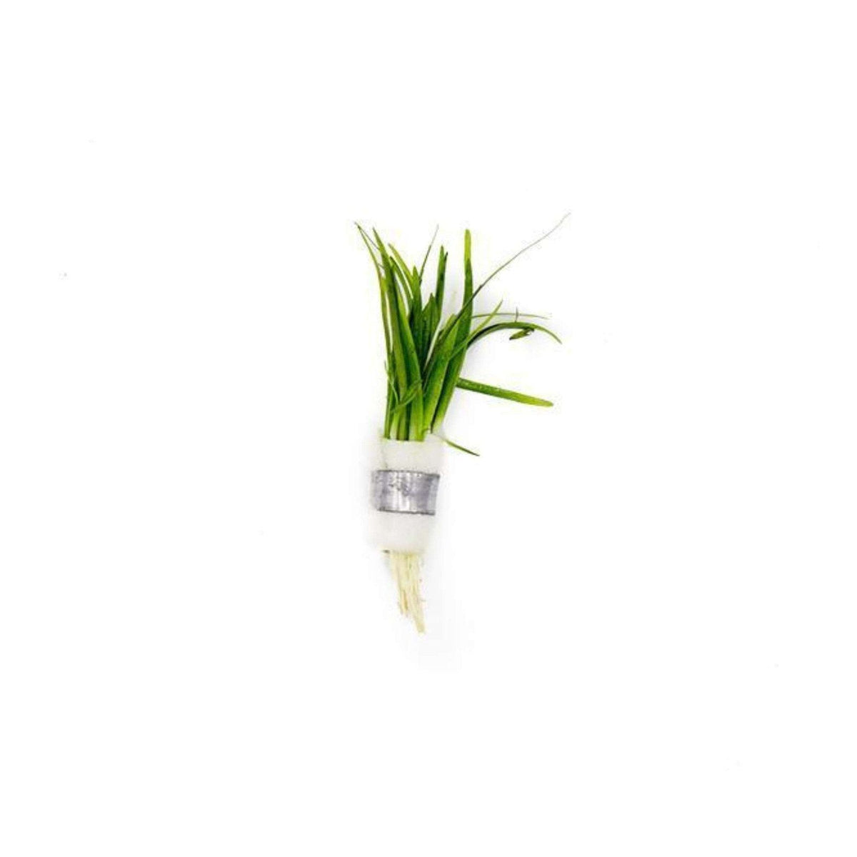 Live Aquarium Plant product image 1