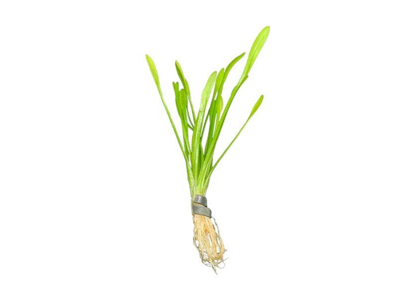Live Aquarium Plant product image 2