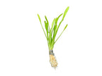 Live Aquarium Plant product image 2