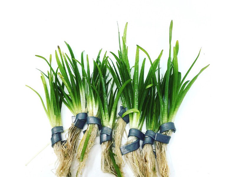 Live Aquarium Plant product image 3