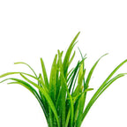 Live Aquarium Plant product image 4
