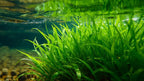 Live Aquarium Plant product image 5