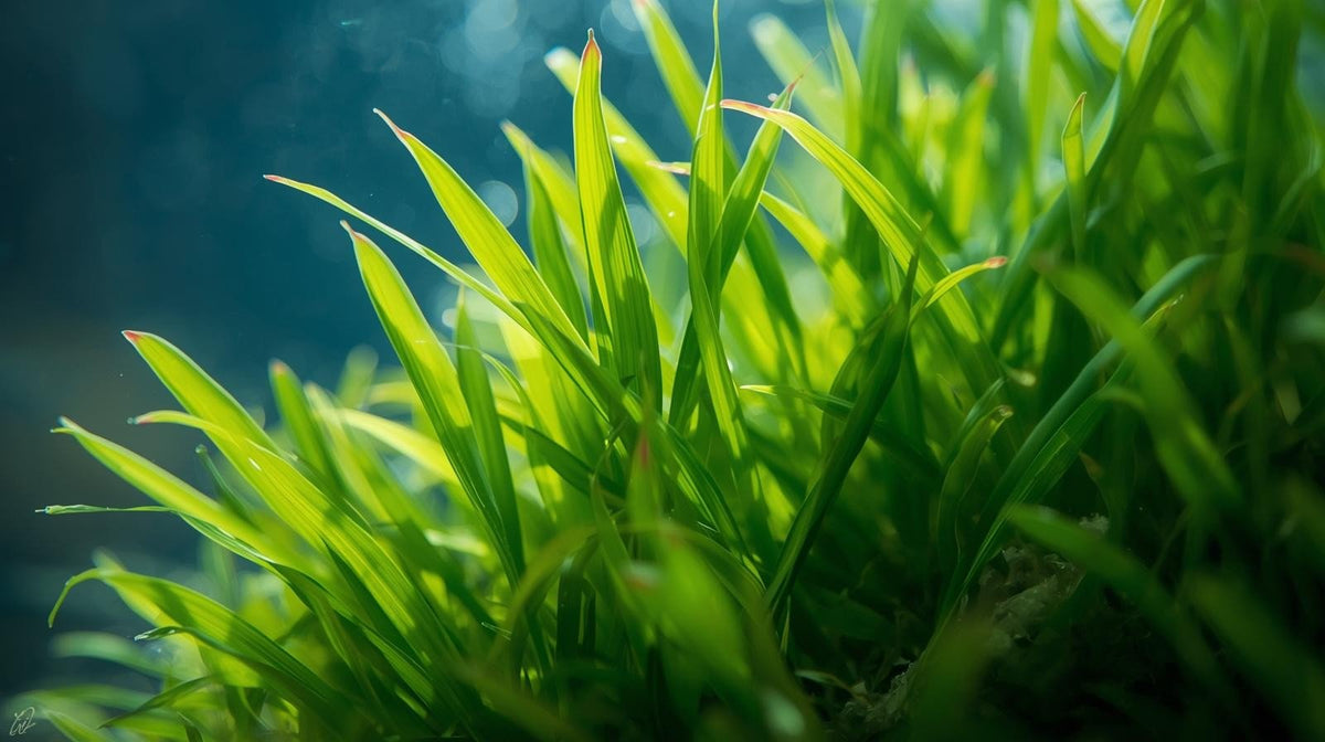 Live Aquarium Plant product image 6