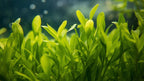 Live Aquarium Plant product image 7