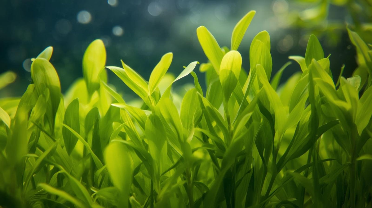 Live Aquarium Plant product image 7