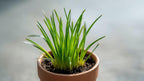Live Aquarium Plant product image 8