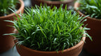 Live Aquarium Plant product image 9