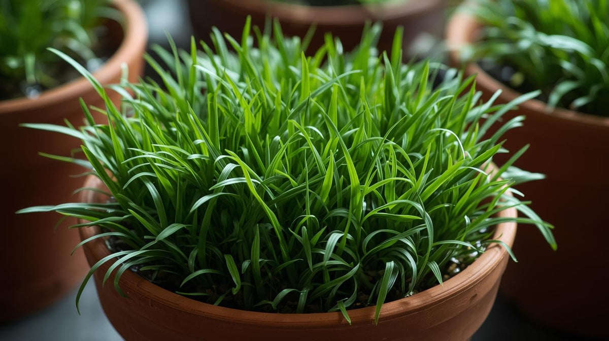 Live Aquarium Plant product image 9