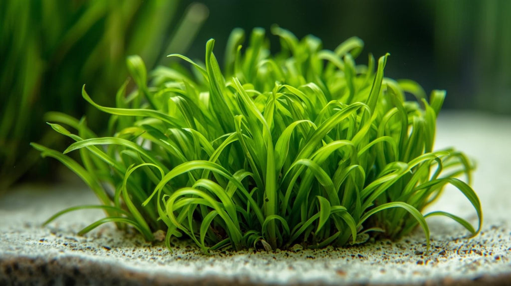 Live Aquarium Plant product image 10