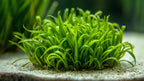Live Aquarium Plant product image 10