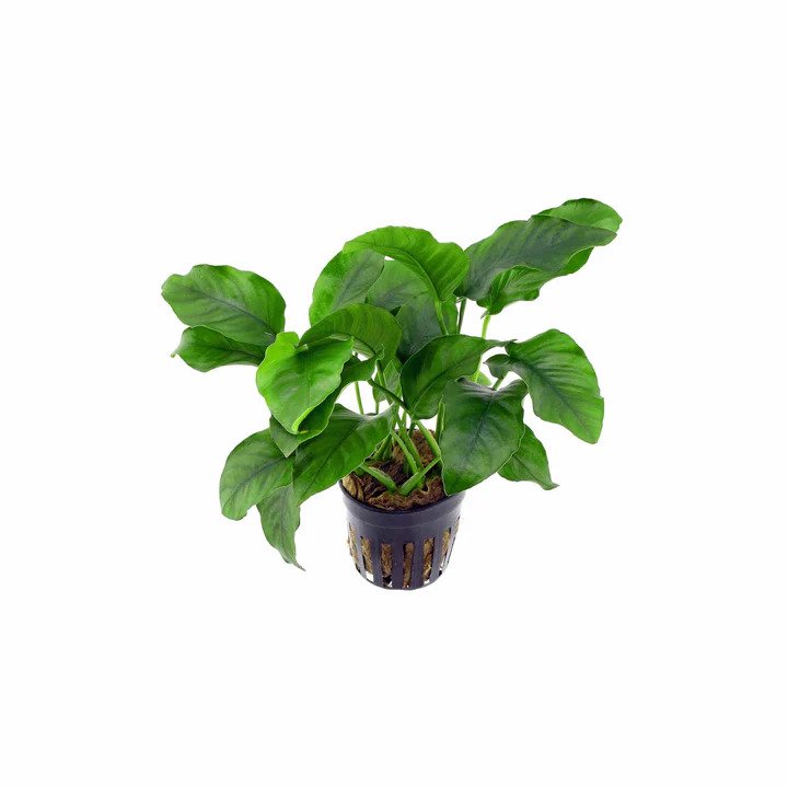 Live Aquarium Plant product image 1