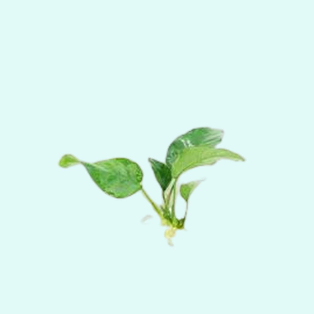 Live Aquarium Plant product image 4