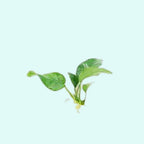 Live Aquarium Plant product image 4