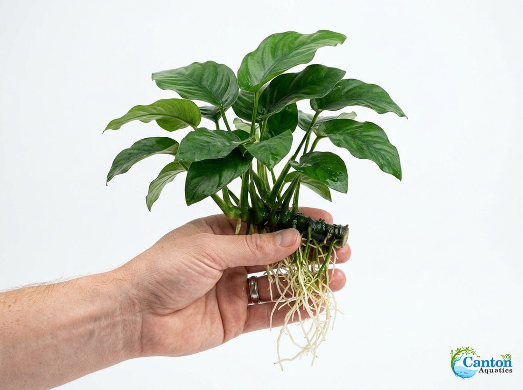 Live Aquarium Plant product image 5