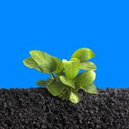 Live Aquarium Plant product image 6