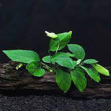 Live Aquarium Plant product image 7