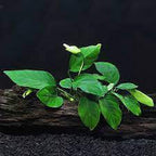 Live Aquarium Plant product image 7
