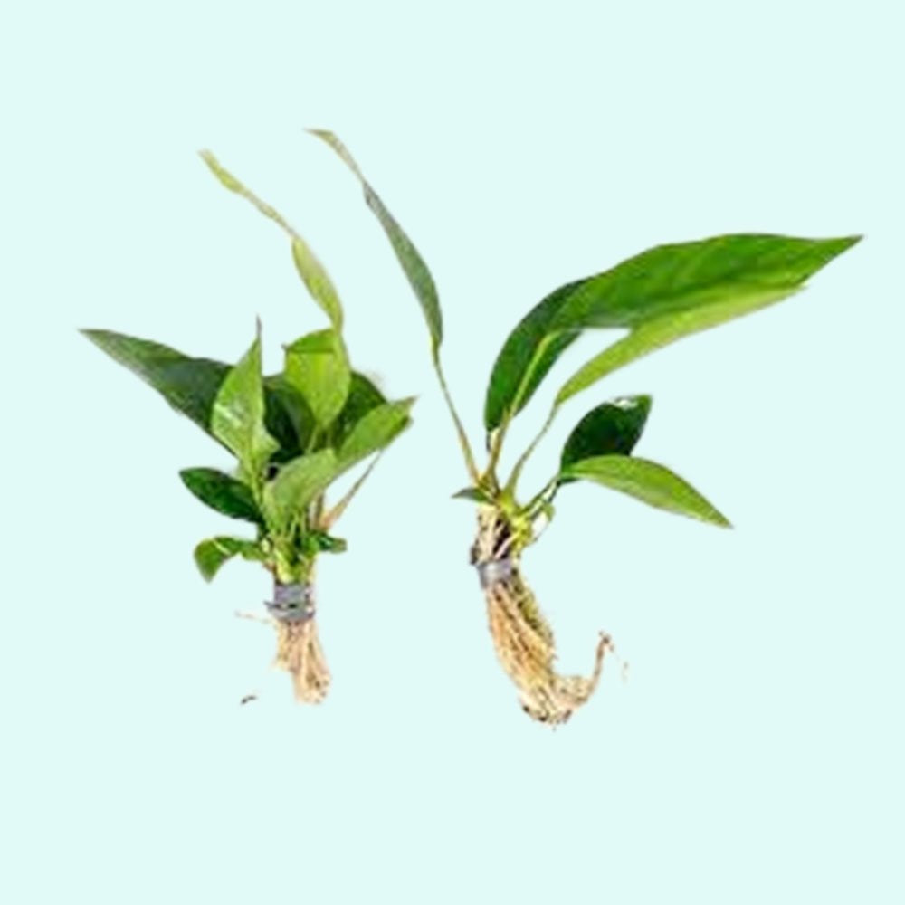 Live Aquarium Plant product image 8