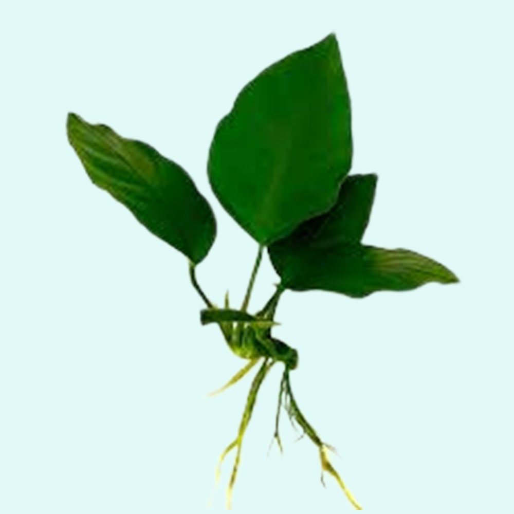 Live Aquarium Plant product image 10
