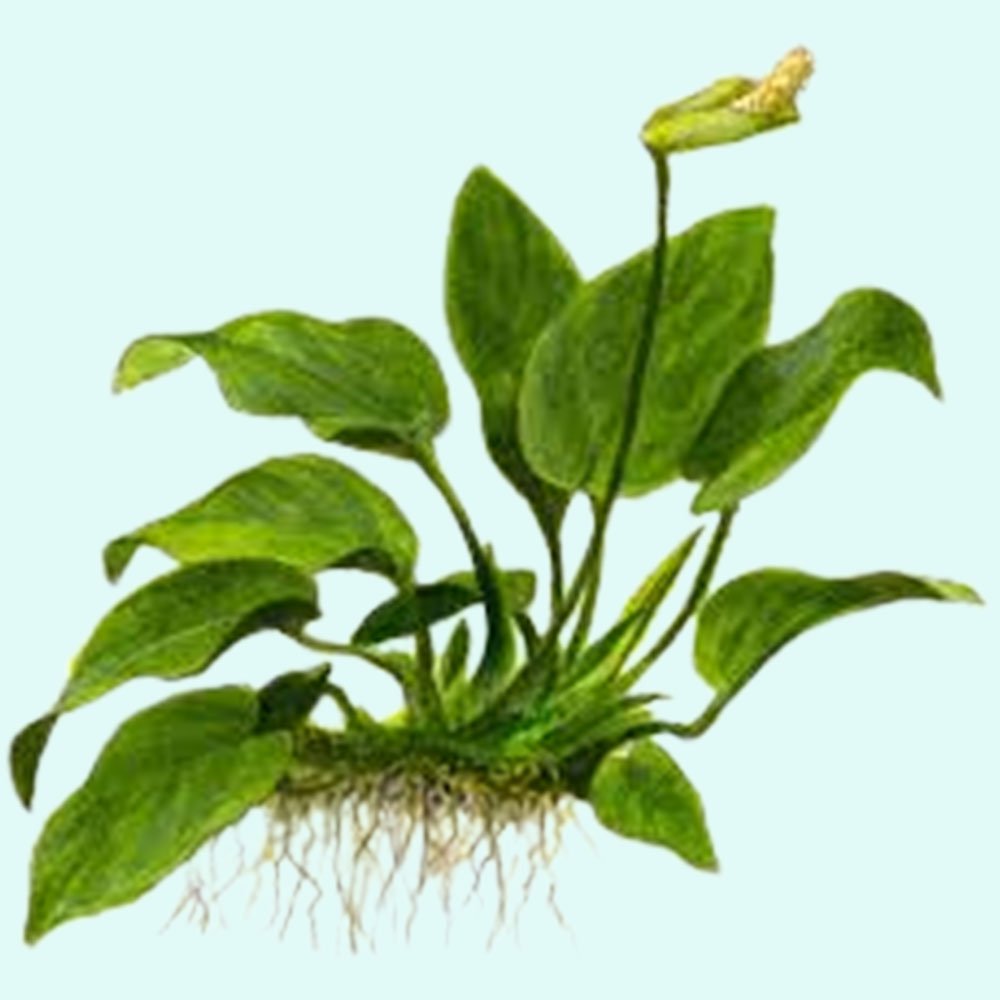 Live Aquarium Plant product image 11