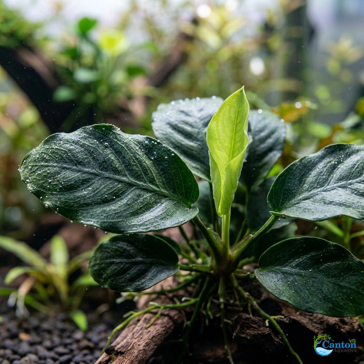 Live Aquarium Plant product image 12