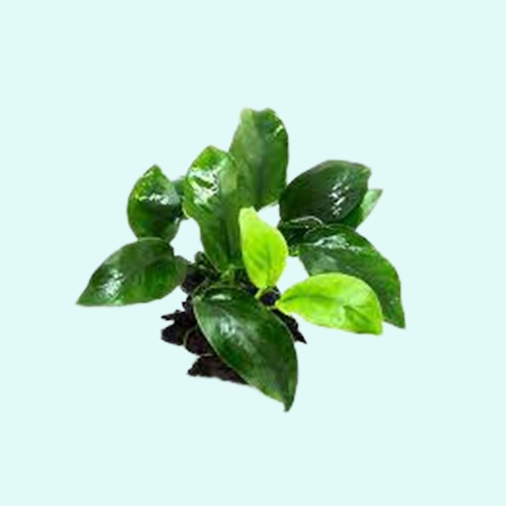 Live Aquarium Plant product image 13