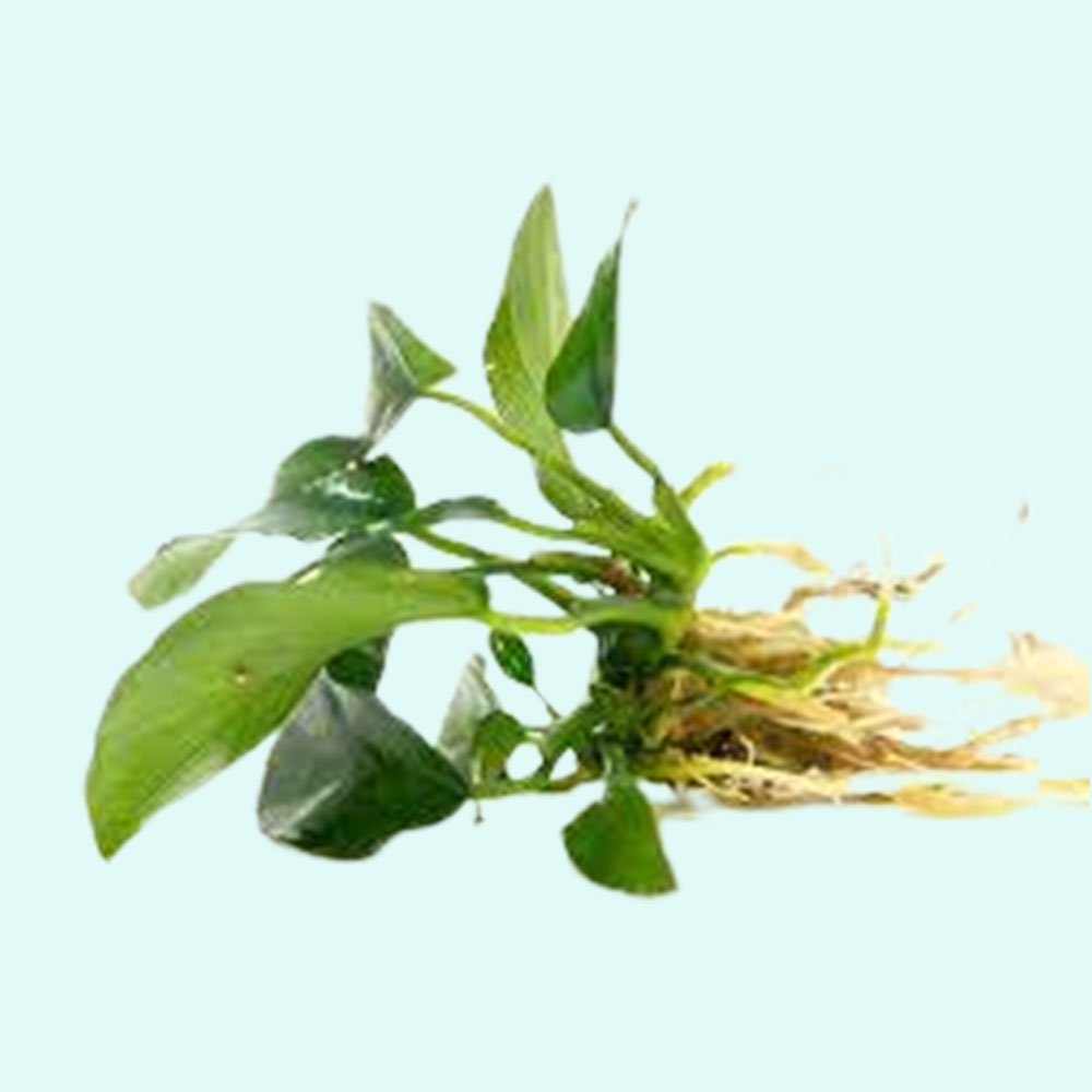 Live Aquarium Plant product image 14