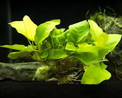 Live Aquarium Plant product image 16