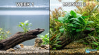 Live Aquarium Plant product image 17