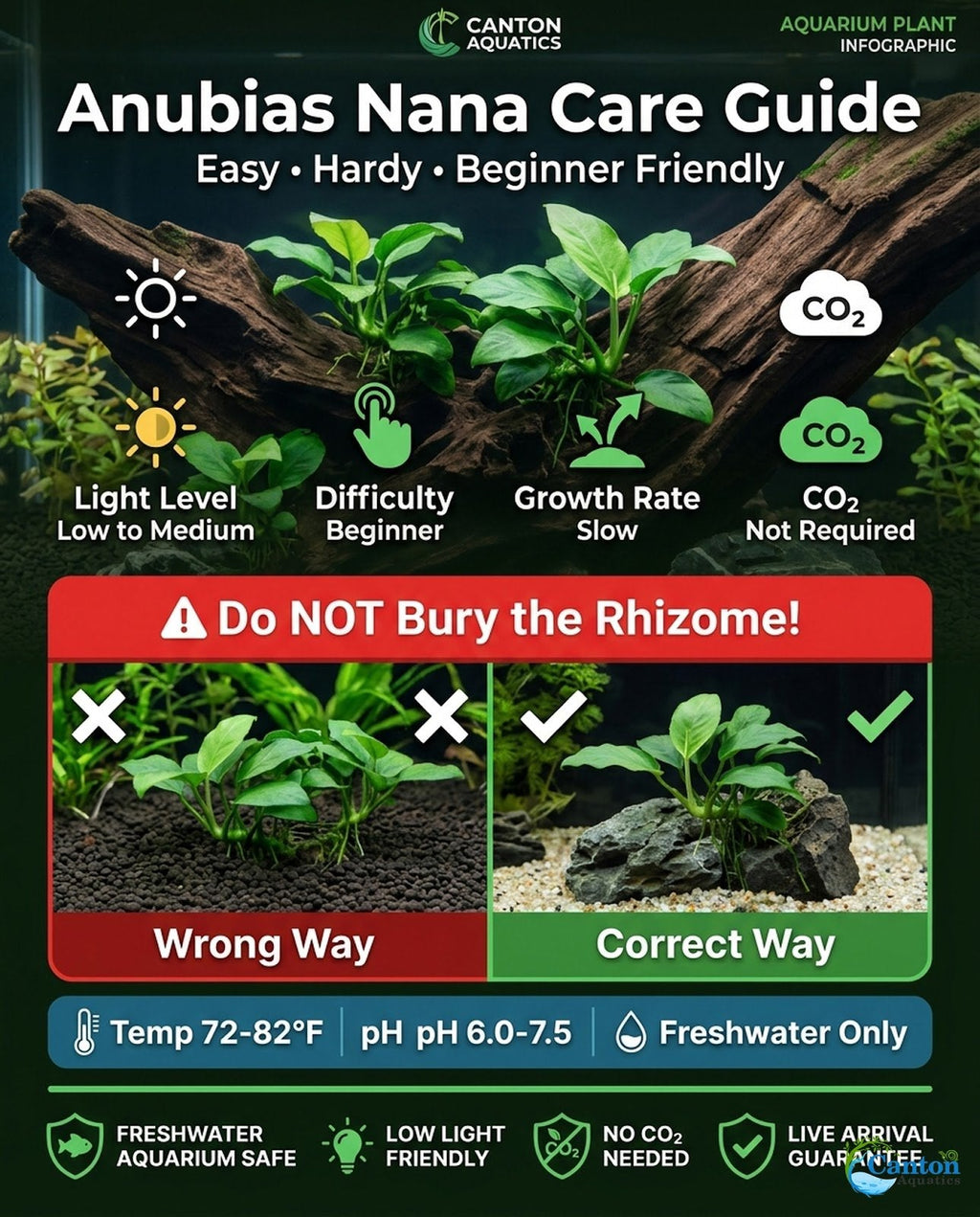 Live Aquarium Plant product image 18