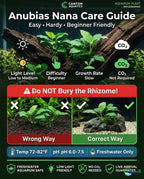 Live Aquarium Plant product image 18