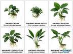 Live Aquarium Plant product image 19