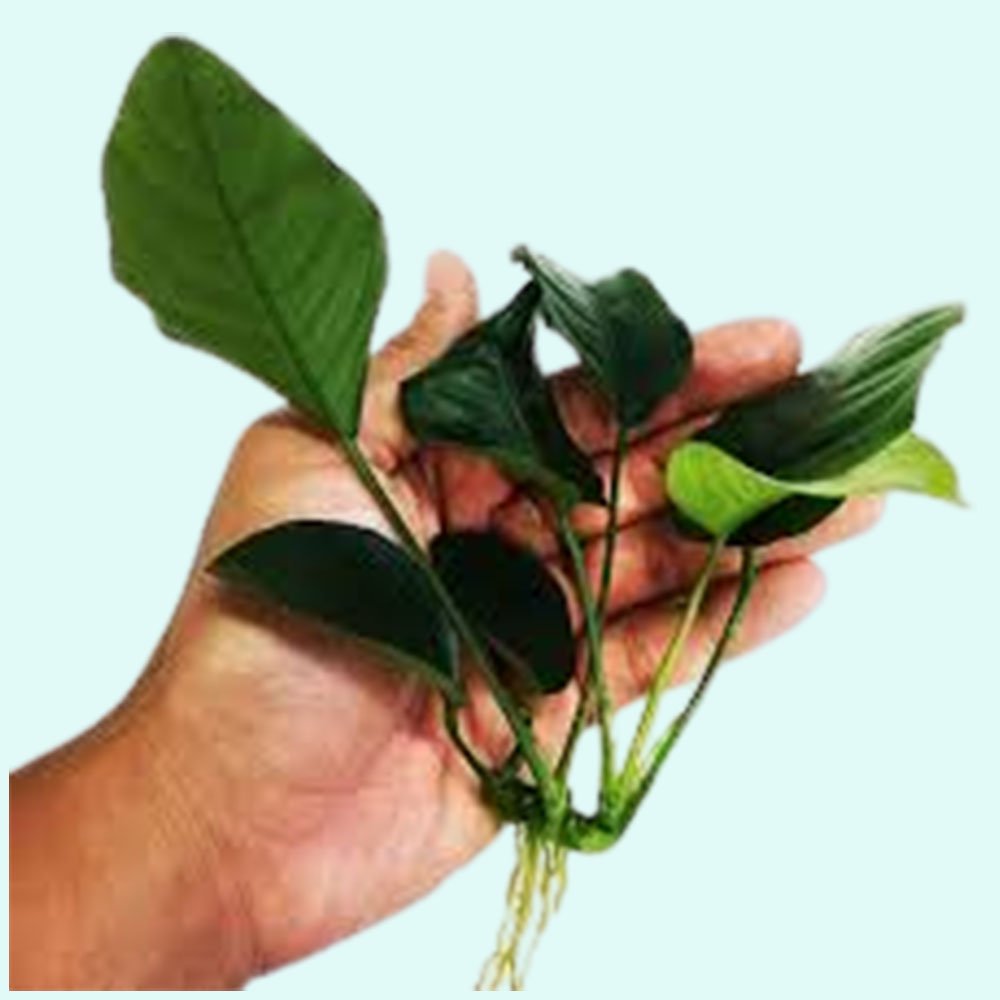Live Aquarium Plant product image 20