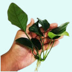 Live Aquarium Plant product image 20