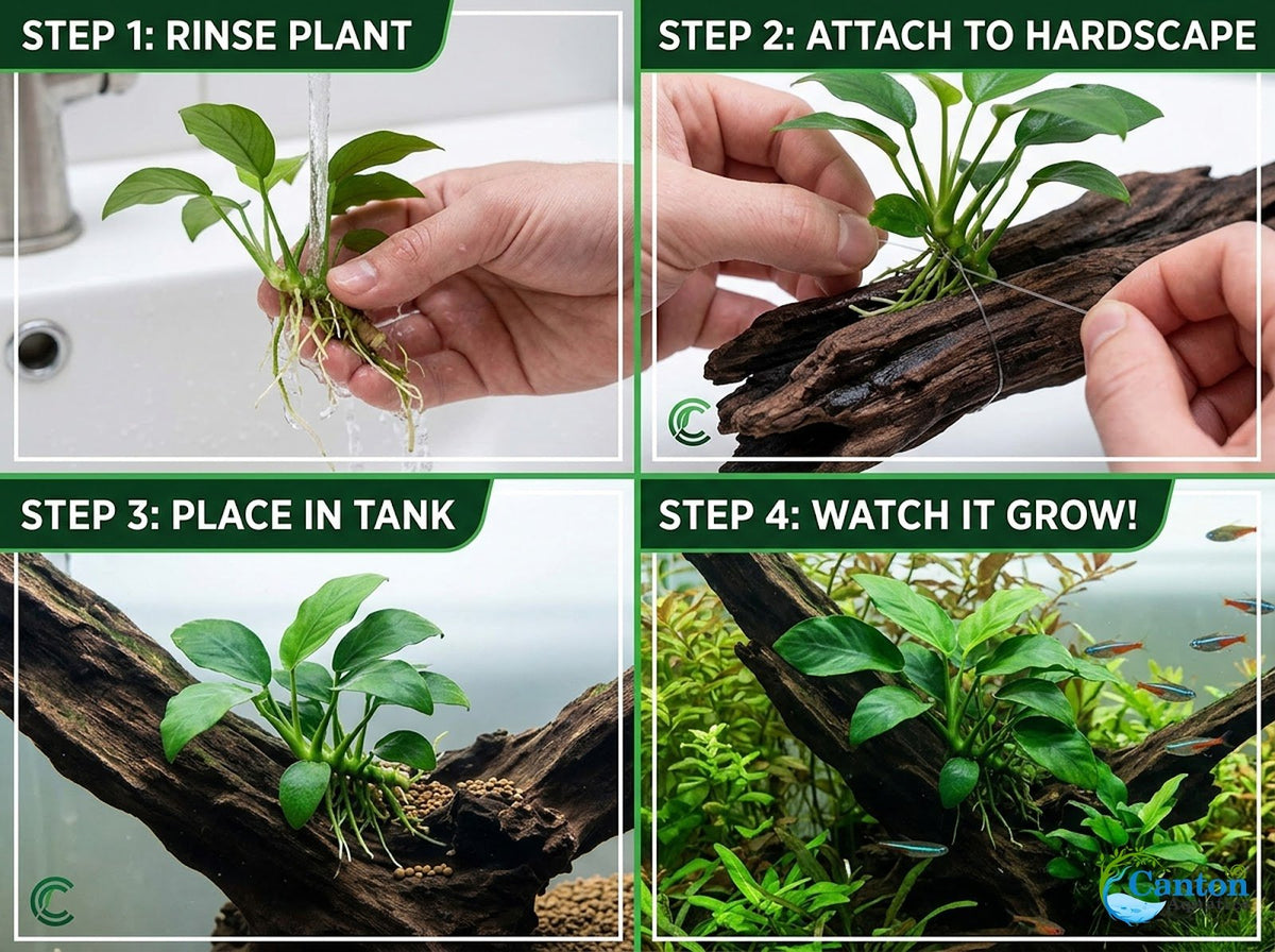 Live Aquarium Plant product image 21
