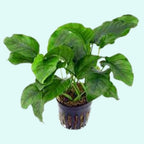 Live Aquarium Plant product image 22