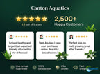 Live Aquarium Plant product image 23