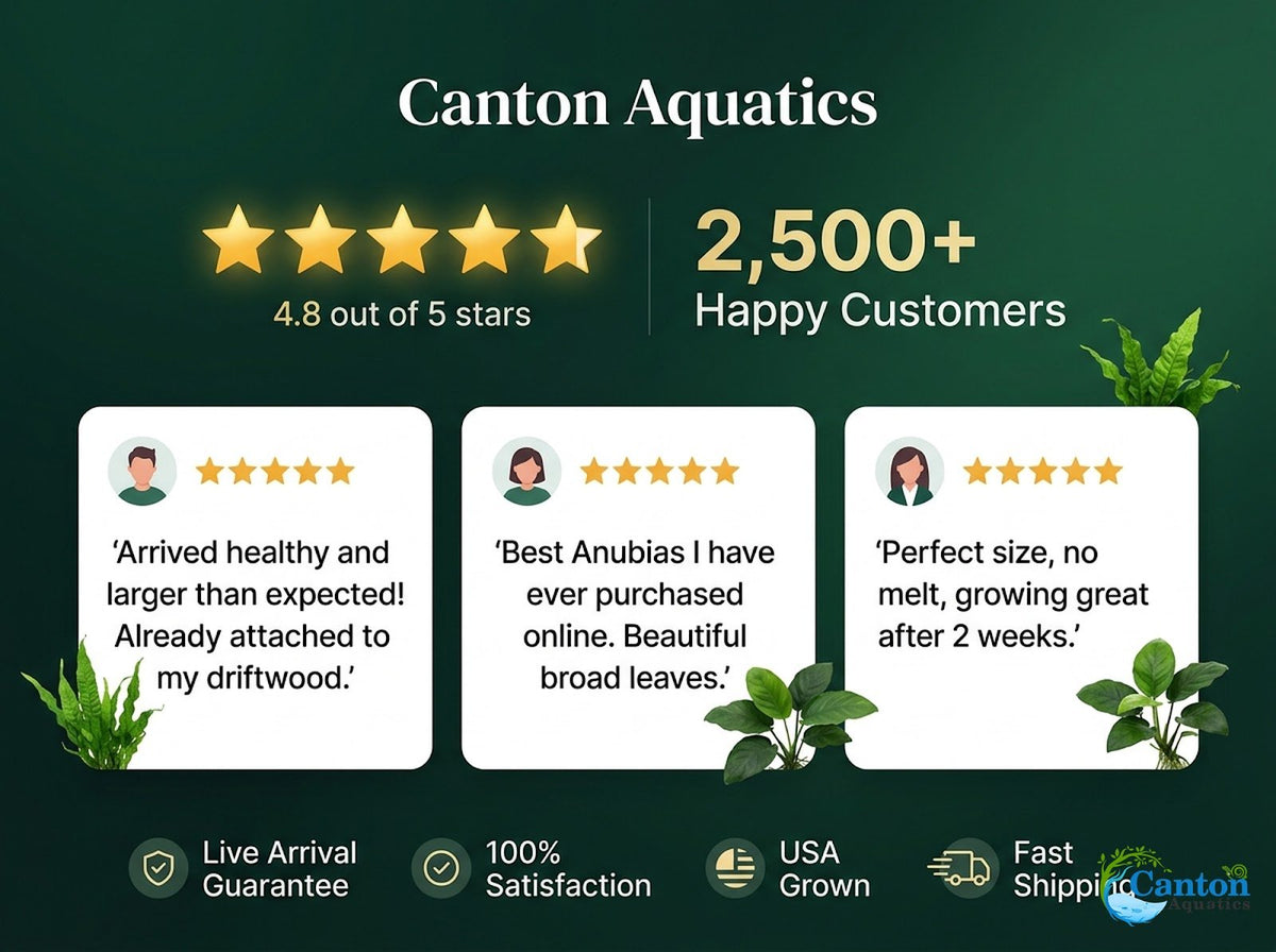 Live Aquarium Plant product image 23