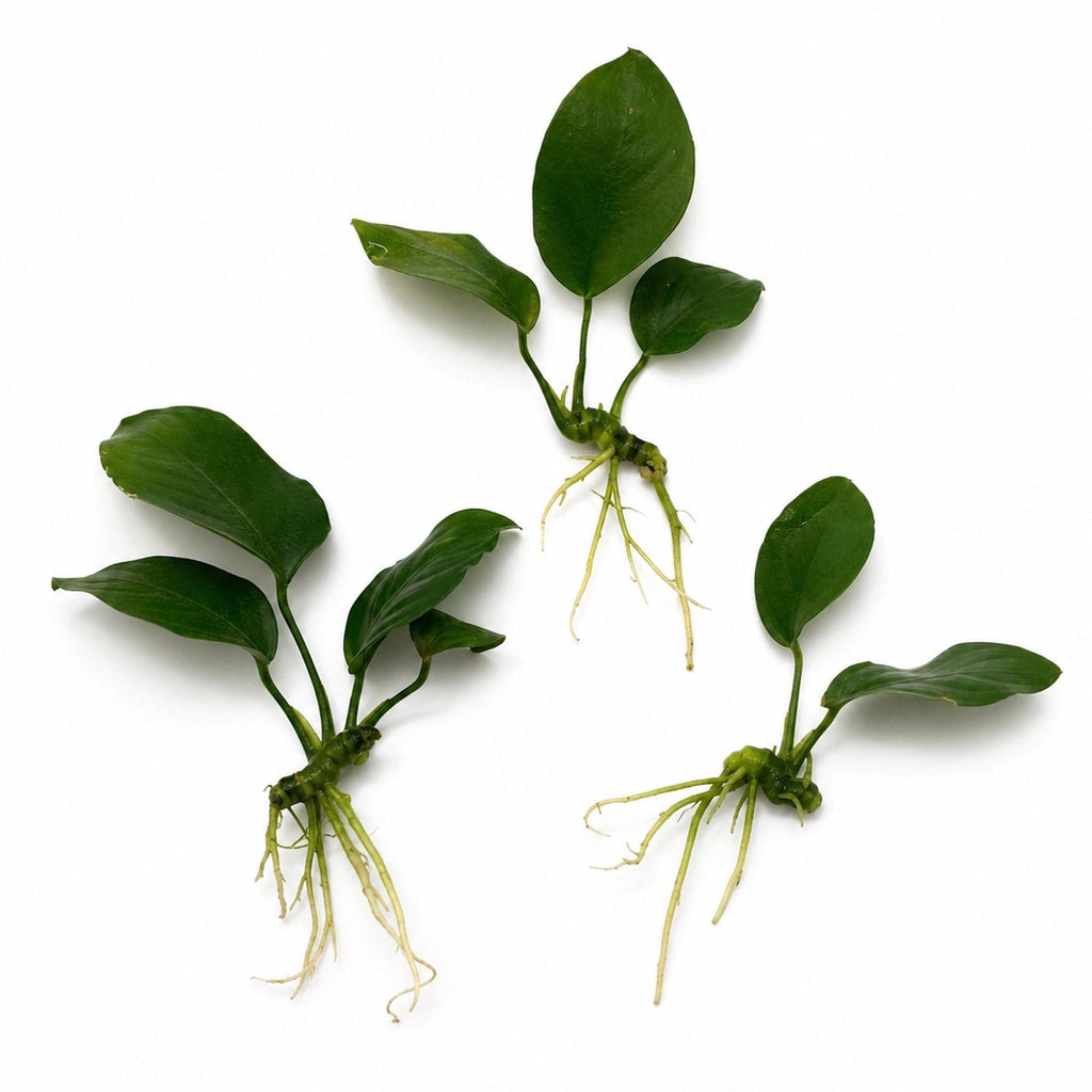 Live Aquarium Plant product image 24