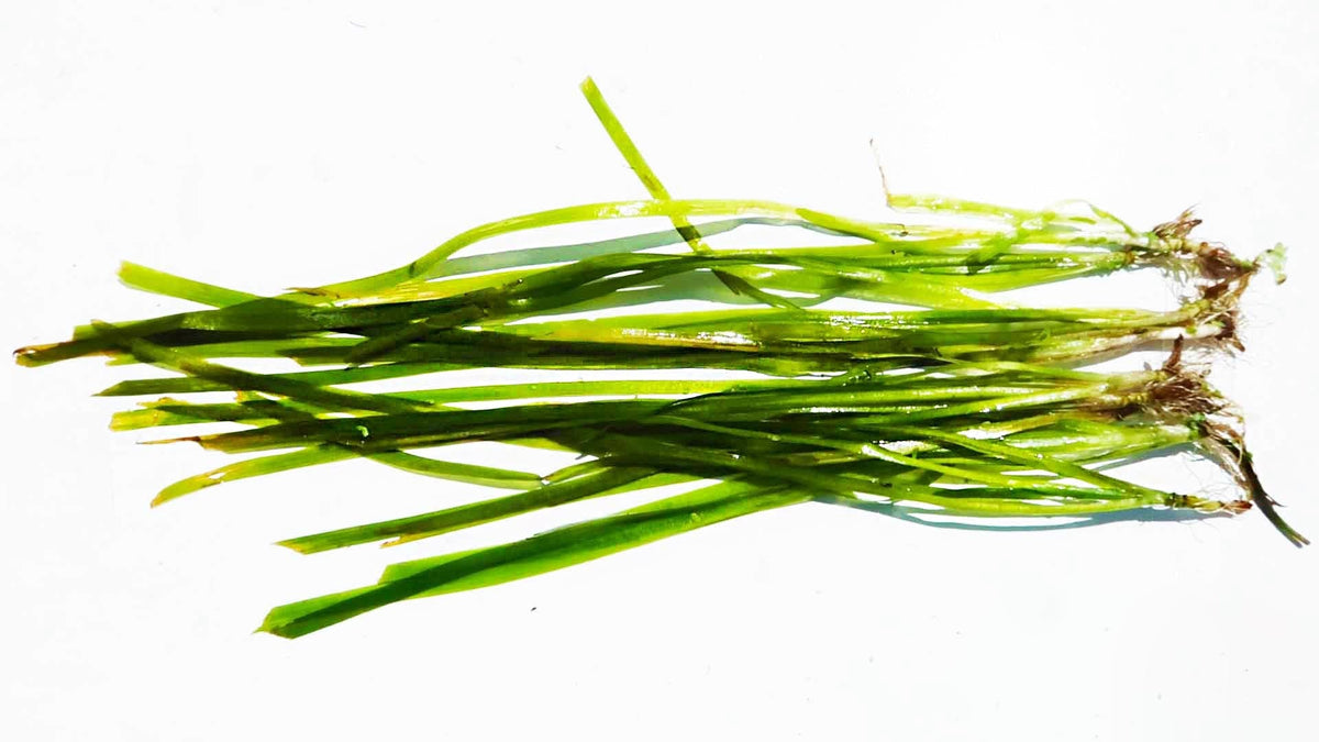Live Jungle Vallisneria Aquarium Plant product image 5