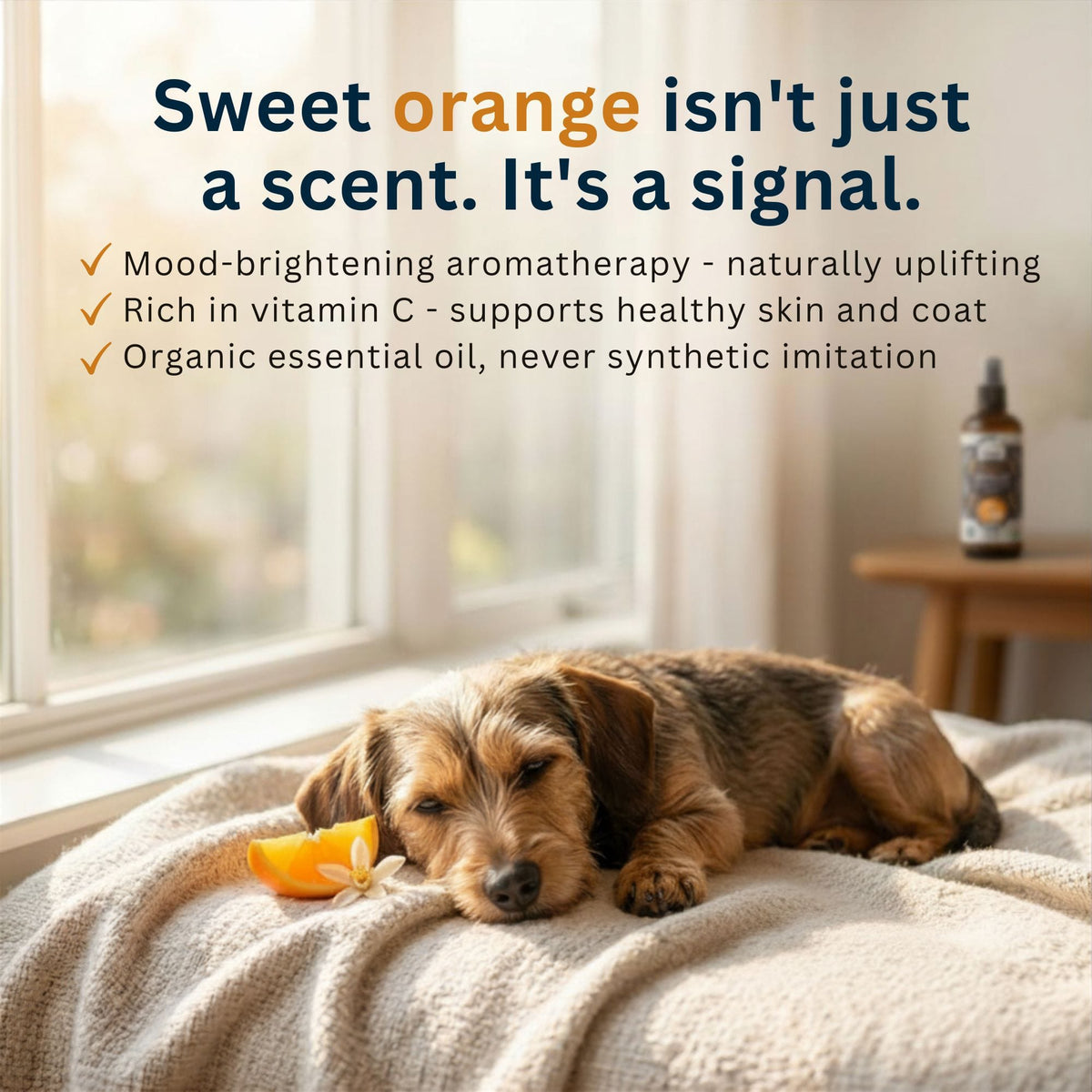 Dog Deodorizing Spray product image 4
