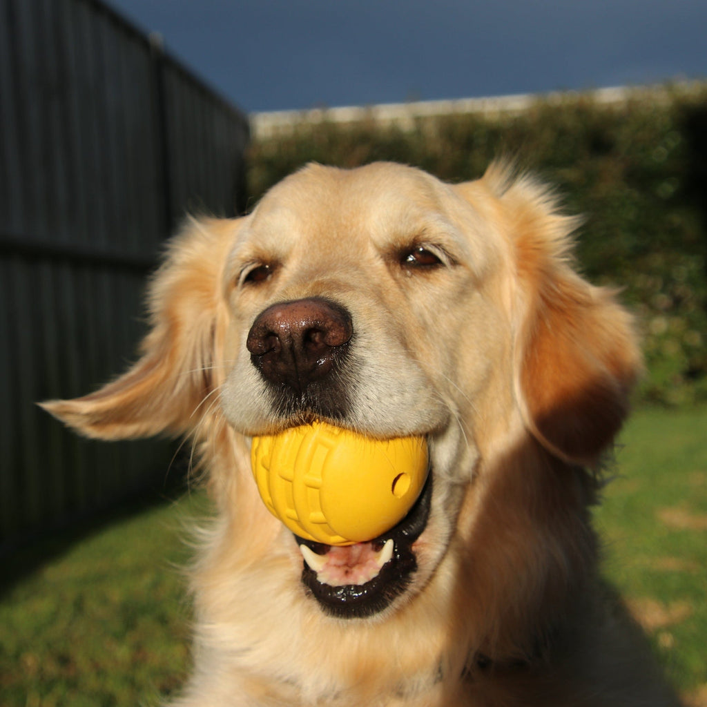 Dog Treat Ball product image 2