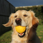 Dog Treat Ball product image 2
