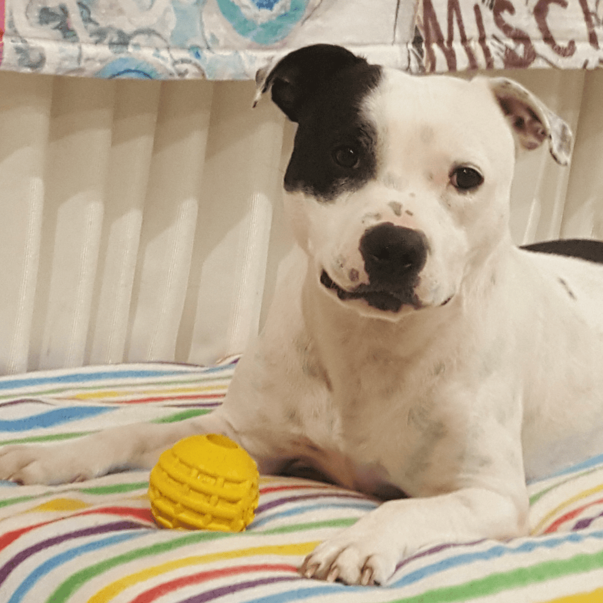 Dog Treat Ball product image 3