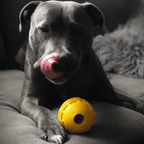 Dog Treat Ball product image 4